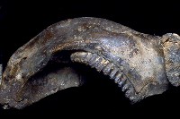 藏品(古菱齒象下顎含第三臼齒)的圖片